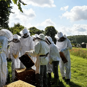 Apiculture