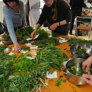 Cueillette et cuisine Plantes sauvages